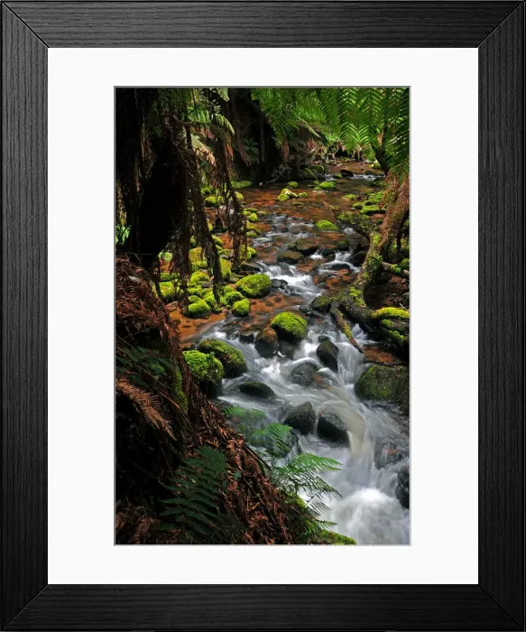 Framed Print : Rainforest near St. Columbia falls, Tasmania, Australia