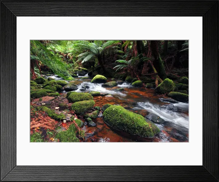 Framed Print : Rainforest near St. Columbia falls, Tasmania, Australia Framed Print : Rainforest near St. Columbia falls, Tasmania, Australia