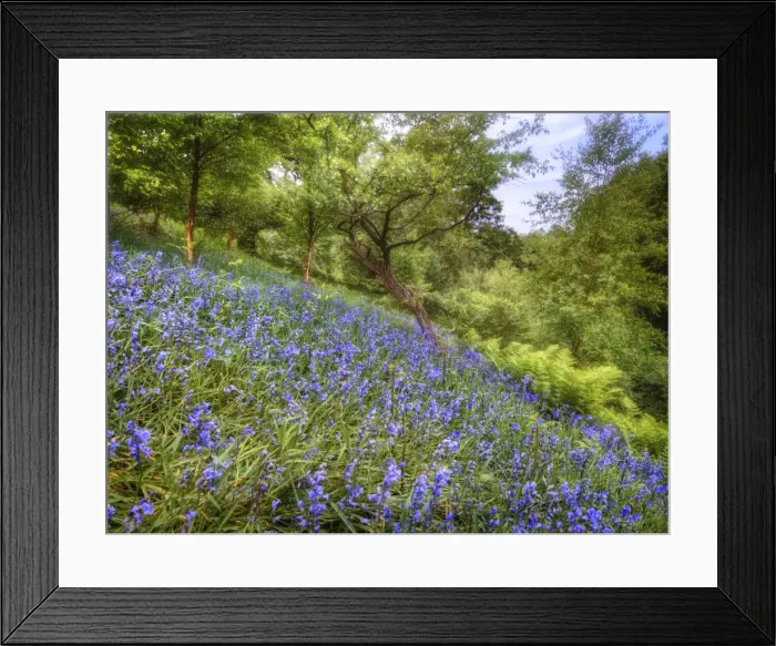 Framed Print : Bluebells in the Spring, up near the peak district of England
