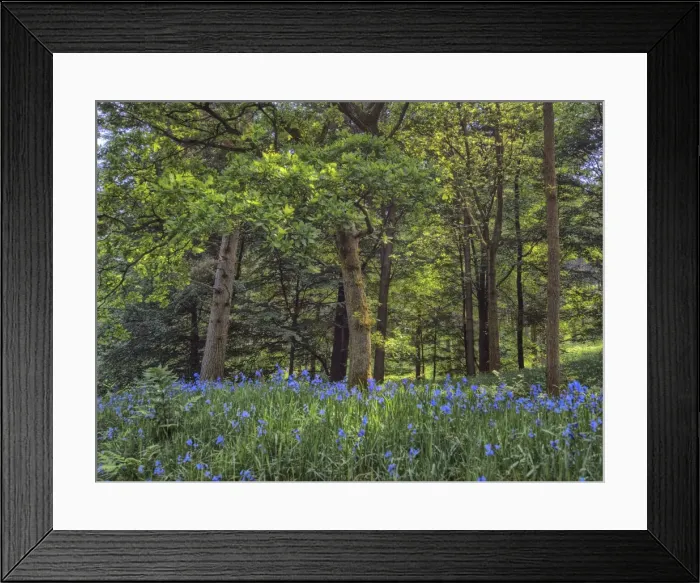 Framed Print : Bluebells in the Spring, up near the peak district of England Framed Print : Bluebells in the Spring, up near the peak district of England