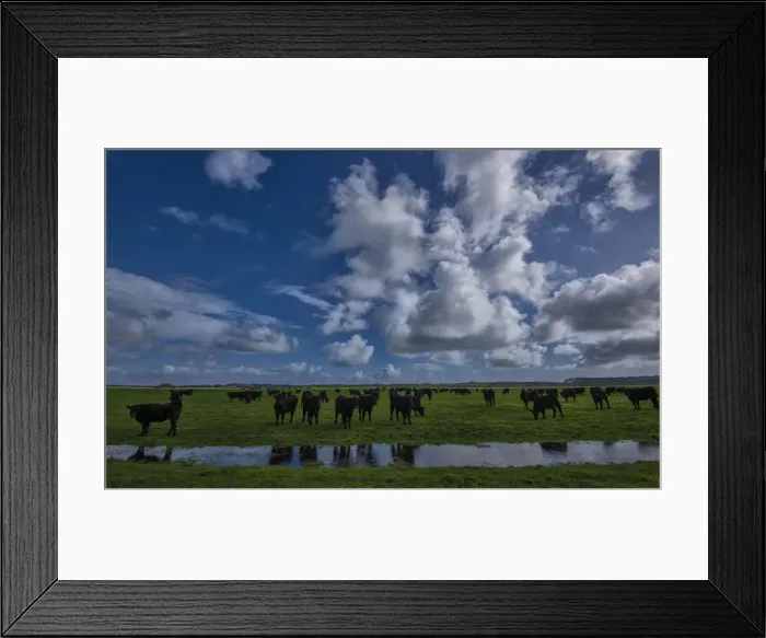 Framed Print : A herd of Black Polls at a watering hole, on the lush pastures of King Island, Bass Strait, Tasmania Framed Print : A herd of Black Polls at a watering hole, on the lush pastures of King Island, Bass Strait, Tasmania