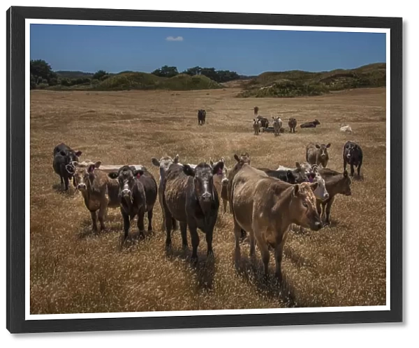 A herd of Beef cows in the dry summer months. King Island, Bass Strait, Tasmania