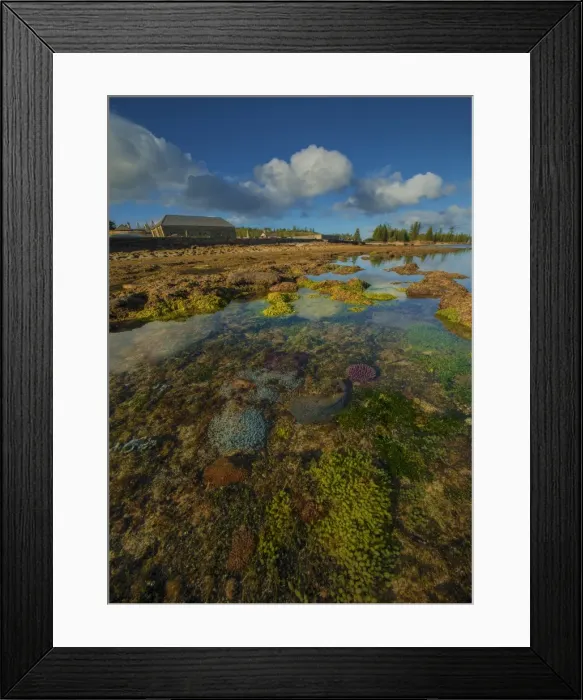 Framed Print : Low tide exposes the coral reef in Slaughter bay, at Kingston, Norfolk Island Framed Print : Low tide exposes the coral reef in Slaughter bay, at Kingston, Norfolk Island