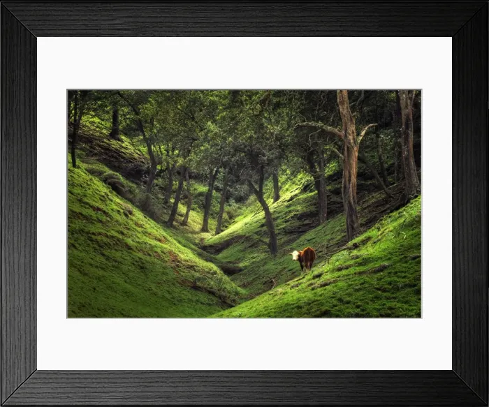 Framed Print : A lone cow grazes away contentedly in a vale near Cascade bay, Norfolk Island