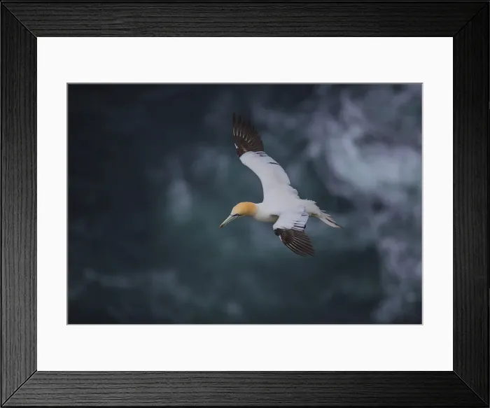 Framed Print : Gannets, Shetland Island, Scotland Framed Print : Gannets, Shetland Island, Scotland