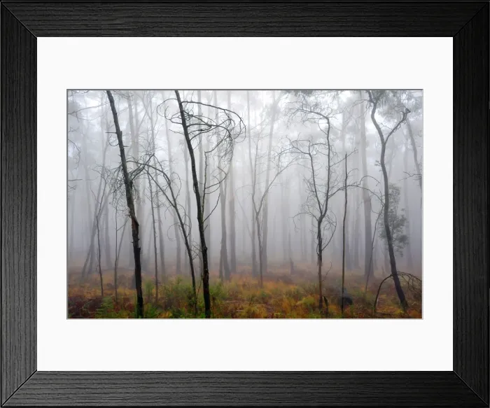 Framed Print : Misty dawn, Mount Macedon, Victoria, Australia