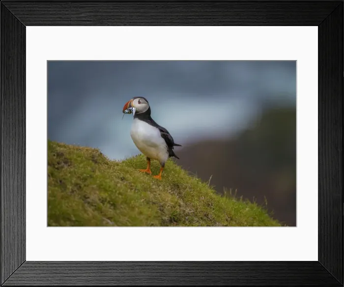 Framed Print : Atlantic puffins, Shetland Islands, Scotland
