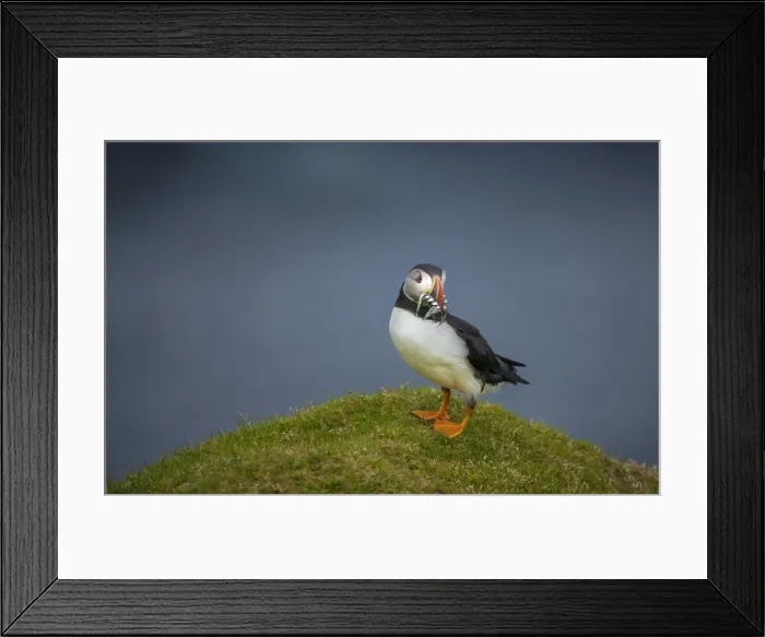 Framed Print : Atlantic puffins, Shetland Islands, Scotland Framed Print : Atlantic puffins, Shetland Islands, Scotland