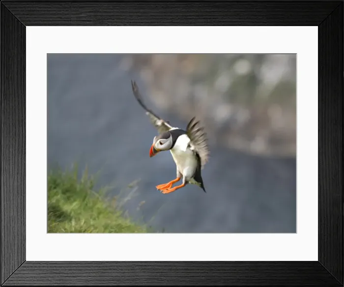 Framed Print : Atlantic puffins, Shetland Islands Scotland Framed Print : Atlantic puffins, Shetland Islands Scotland