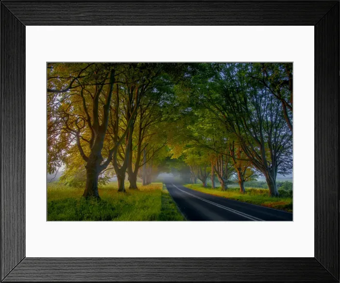 Framed Print : Beech trees in mist, Dorset, England