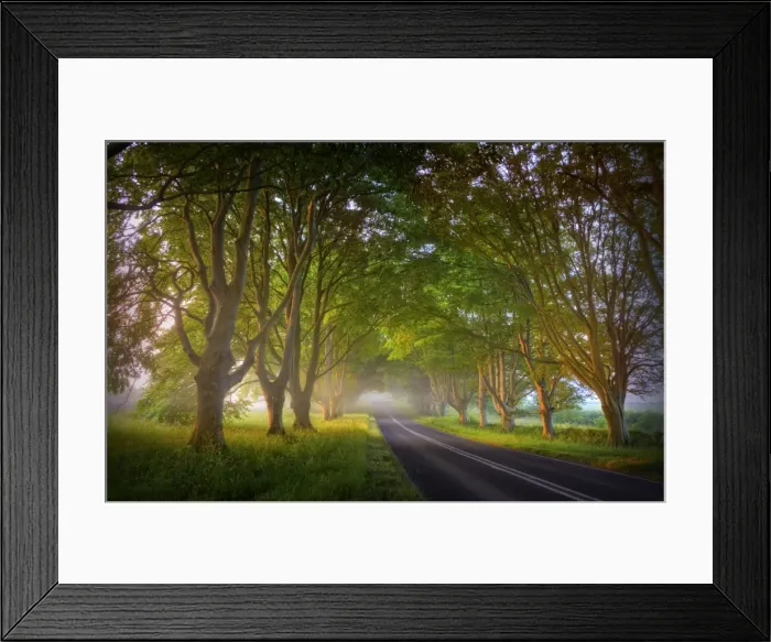 Framed Print : Beech trees in mist, Dorset, England Framed Print : Beech trees in mist, Dorset, England