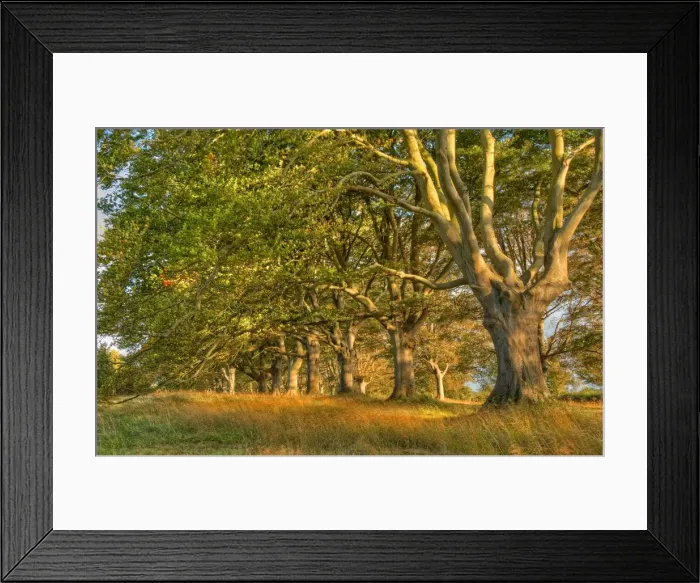 Framed Print : Beech trees in mist, Dorset, England Framed Print : Beech trees in mist, Dorset, England