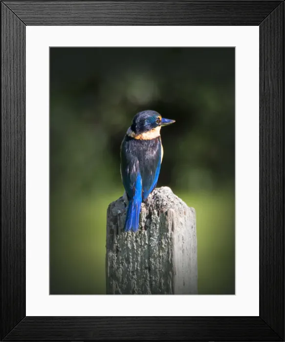 Framed Print : Kingfisher resting, Lord Howe Island