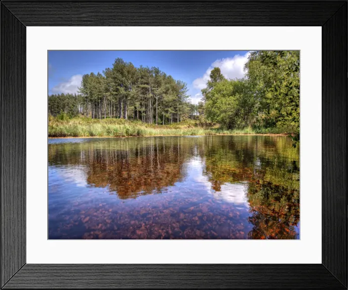 Framed Print : Wareham forest, Dorset, England, United Kingdom Framed Print : Wareham forest, Dorset, England, United Kingdom