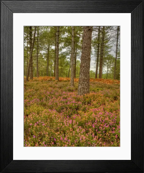 Framed Print : Wareham forest, Dorset, England, United Kingdom Framed Print : Wareham forest, Dorset, England, United Kingdom
