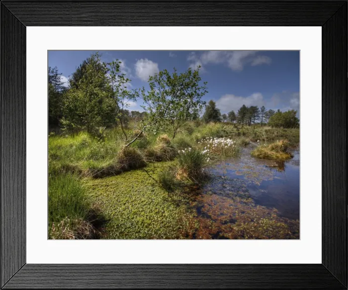 Framed Print : Wareham forest, Dorset, England, United Kingdom Framed Print : Wareham forest, Dorset, England, United Kingdom