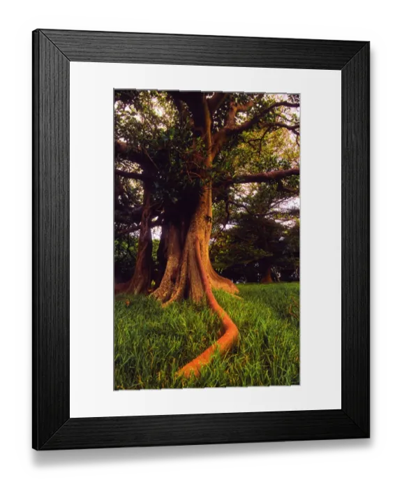 Framed Print : Treescape Lord Howe Island Framed Print : Treescape Lord Howe Island
