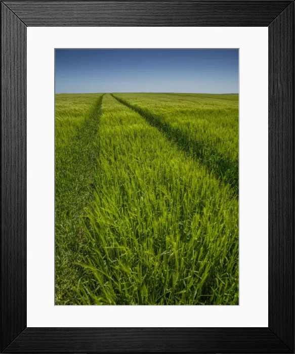 Framed Print : Wheel tracks in a Barley field, Dorset, England, United Kingdom