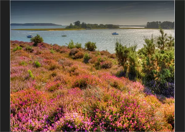 Heath in bloom, Arne, Isle of Purbeck, Dorset, England, United Kingdom