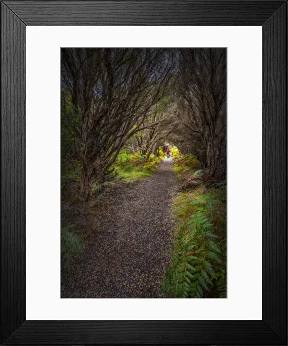 Framed Print : Bushland Track