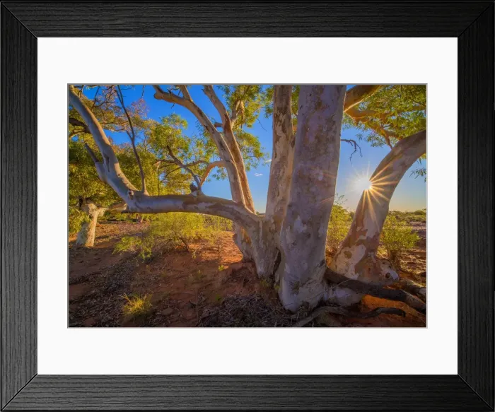 Framed Print : River red gums at Nilpena station