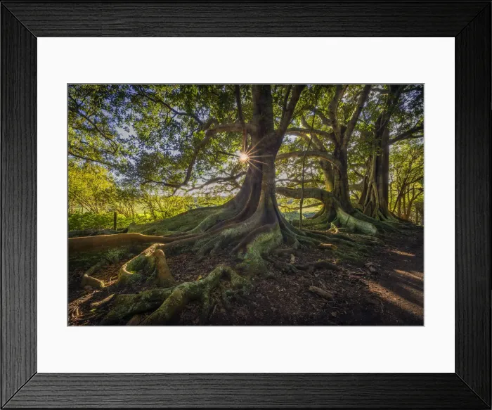 Framed Print : Morton bay figtrees Framed Print : Morton bay figtrees