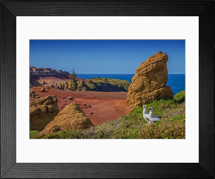 Framed Print : Masked Boobies on Phillip Island