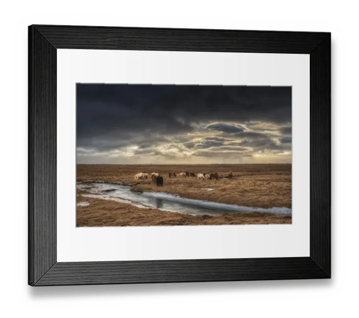 Framed Print : Icelandic horses Framed Print : Icelandic horses