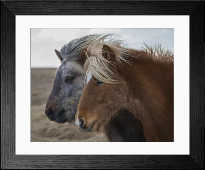 Framed Print : Icelandic horses