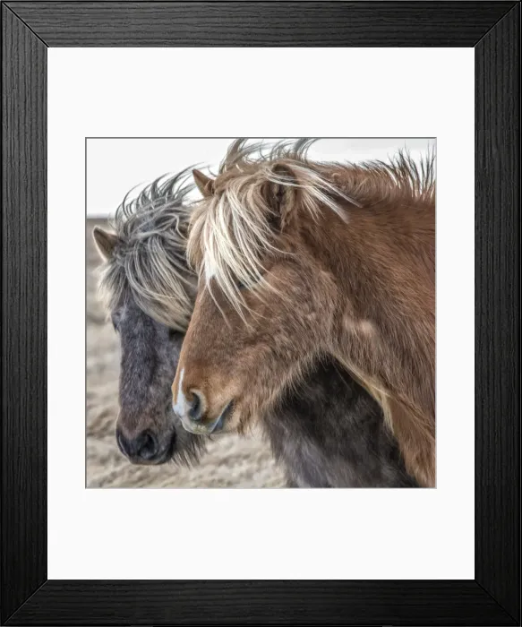 Framed Print : Icelandic horses in winter