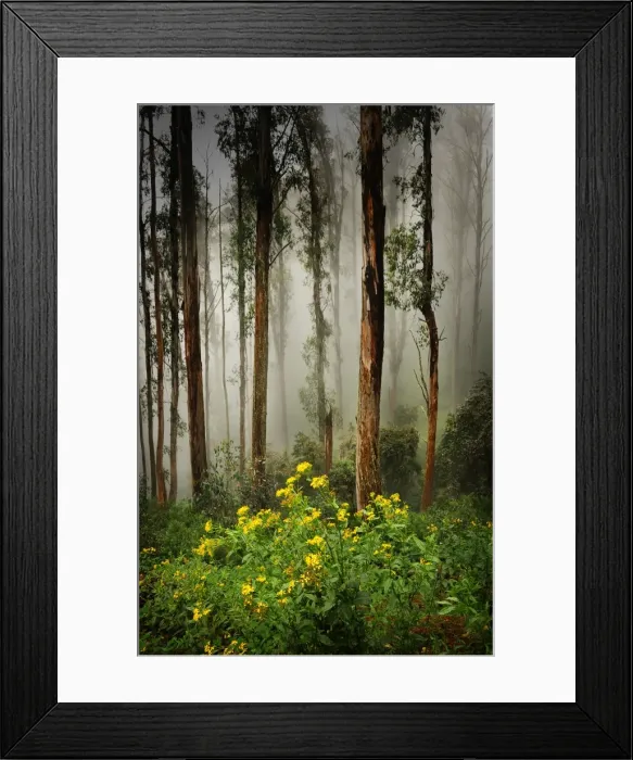 Framed Print : Misty conditions on Mount Buller, Victoria, Australia Framed Print : Misty conditions on Mount Buller, Victoria, Australia