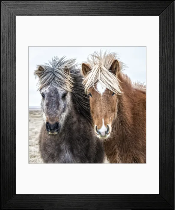 Framed Print : Icelandic horses in winter Framed Print : Icelandic horses in winter