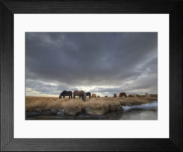 Framed Print : Icelandic horses in winter