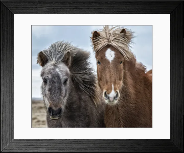 Framed Print : Icelandic horses in winter Framed Print : Icelandic horses in winter