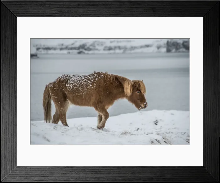Framed Print : Icelandic Horse Framed Print : Icelandic Horse