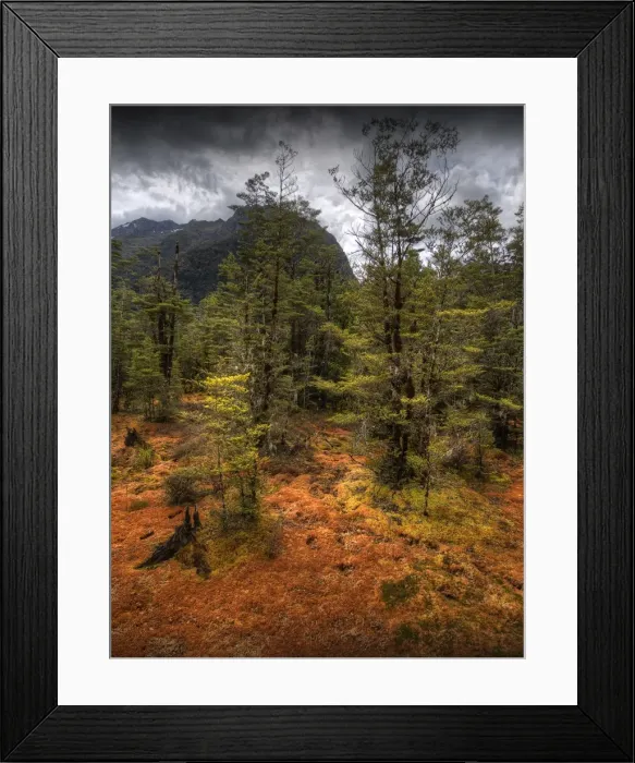 Framed Print : Wetlands on the Milford track, South Island, New Zealand Framed Print : Wetlands on the Milford track, South Island, New Zealand