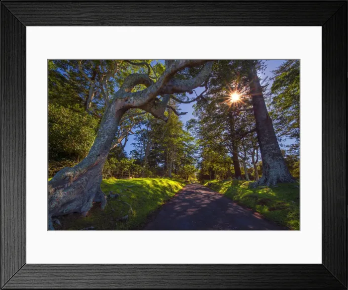 Framed Print : Sunstar on the Anson Bay road, Norfolk Island, South Pacific