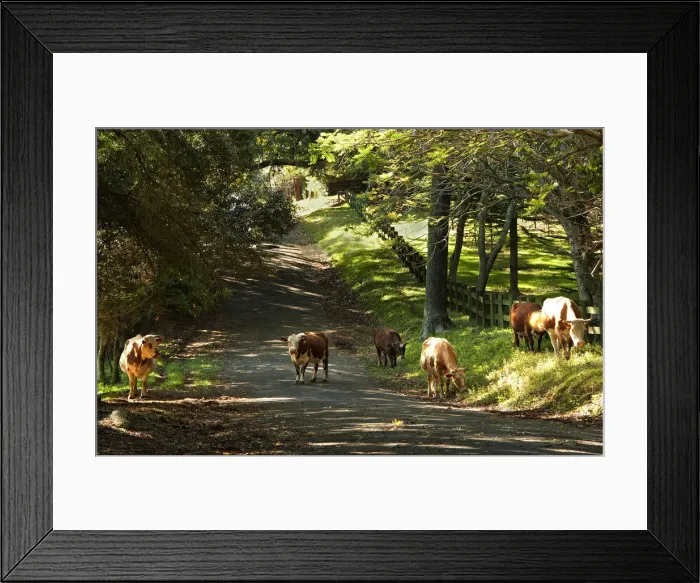 Framed Print : Wandering Cattle on New Farm road