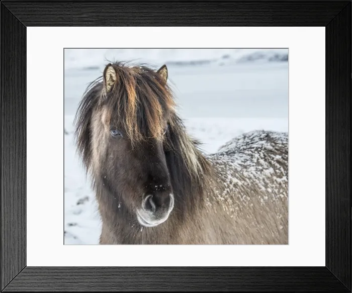 Framed Print : Icelandic horse in Winter Framed Print : Icelandic horse in Winter