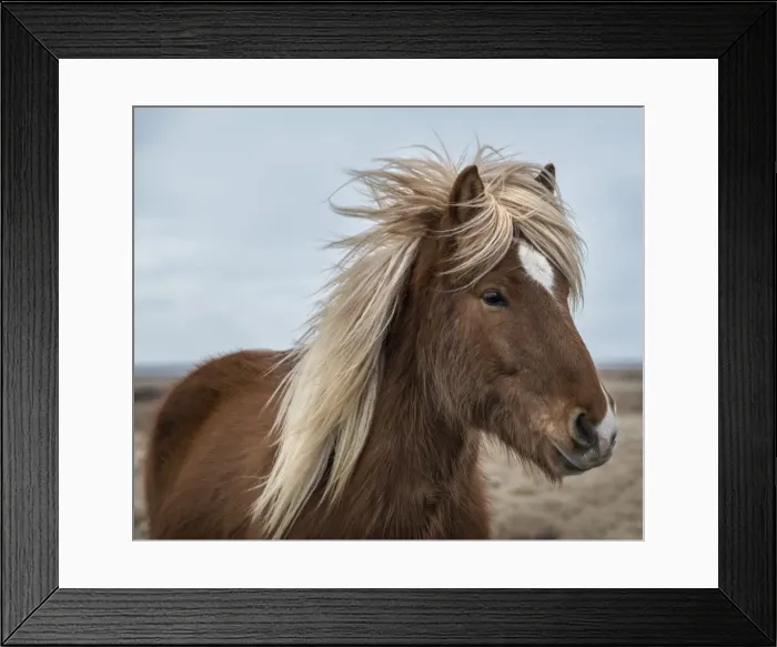 Framed Print : Icelandic horse