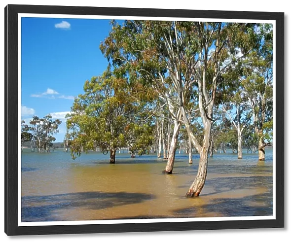Lake Glenmaggie in flood, East Gippsland, Victoria, Australia