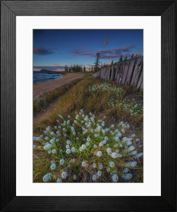 Framed Print : Alysium blooming Cemetery Bay Framed Print : Alysium blooming Cemetery Bay