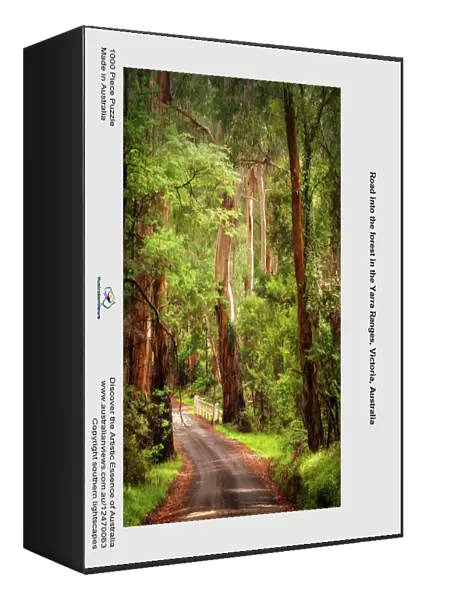 Road into the forest in the Yarra Ranges, Victoria, Australia