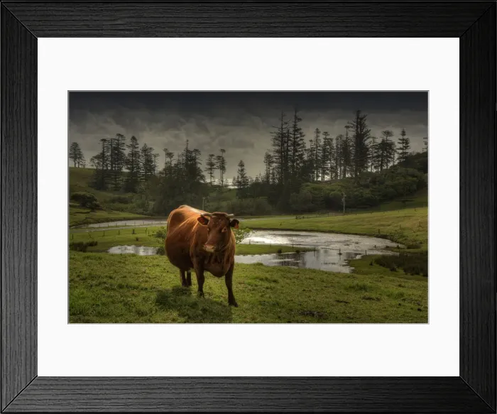 Framed Print : Wandering cow