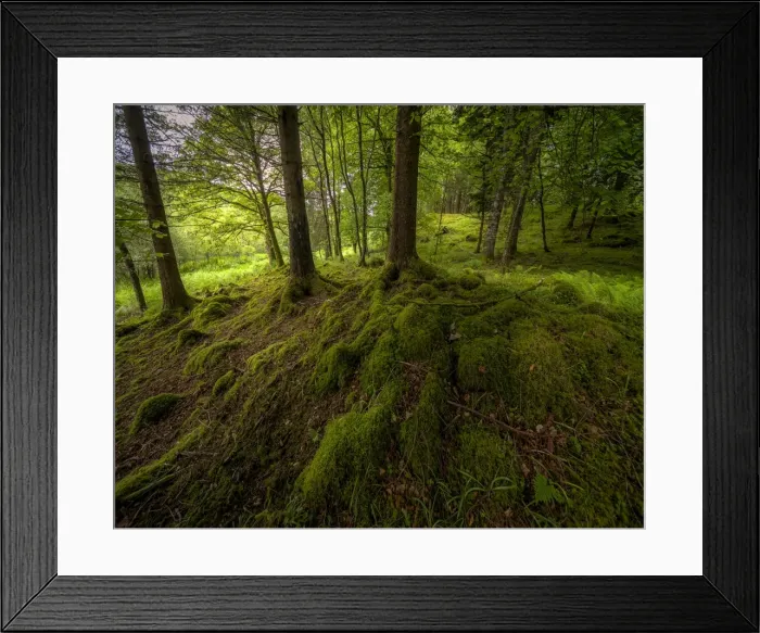 Framed Print : Woodlands along the shores of loch Awe