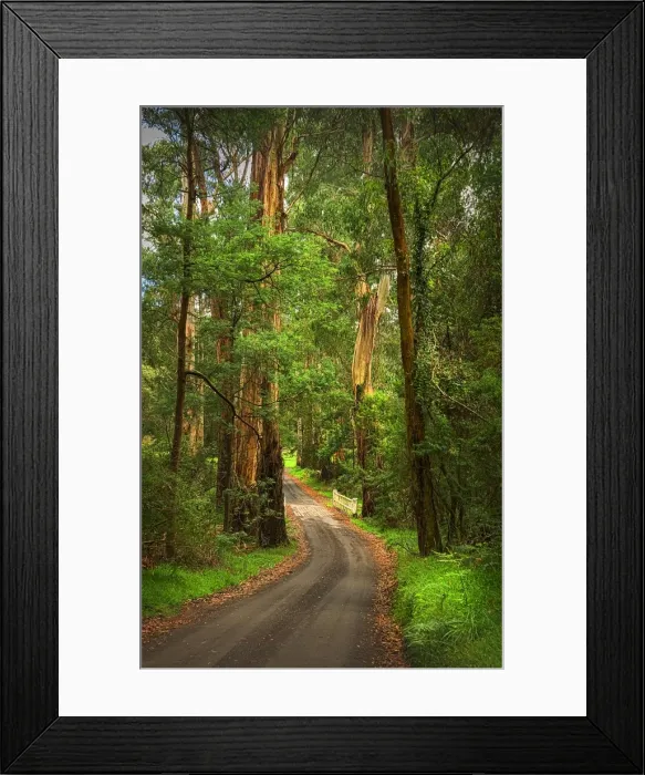 Framed Print : Roadway in the Forest, Yarra Ranges, Victoria, Australia