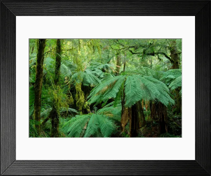 Framed Print : Tarra Valley National Park, Victoria, Australia Framed Print : Tarra Valley National Park, Victoria, Australia