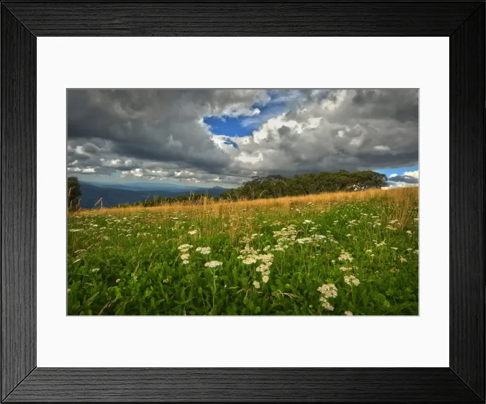 Framed Print : Summer blooms, Mount Buller, Victoria, Australia Framed Print : Summer blooms, Mount Buller, Victoria, Australia