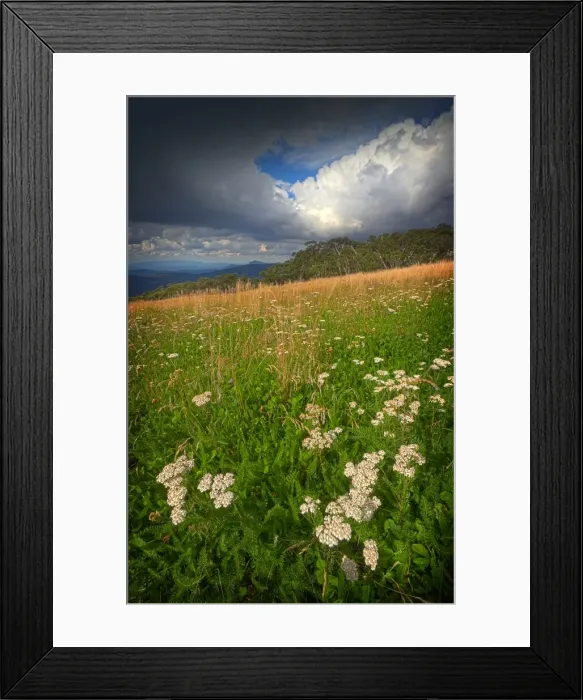 Framed Print : Summer blooms, Mount Buller, Victoria, Australia