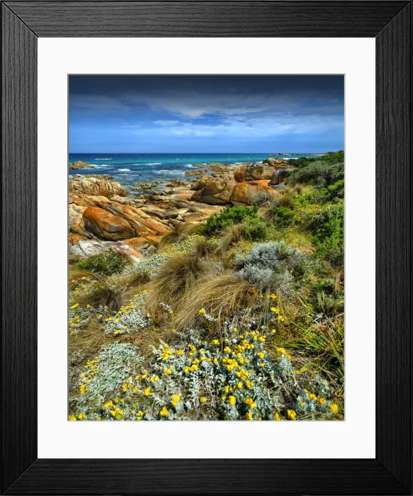 Framed Print : Summer blooms, Croajigalong national park, Victoria, Australia